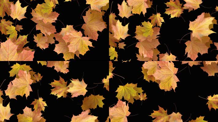 枫叶 落叶 飘落 