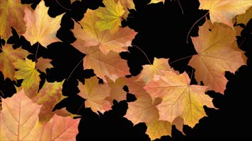 枫叶 落叶 飘落 