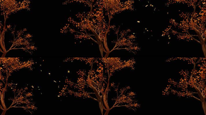 枫叶 落叶 飘落  