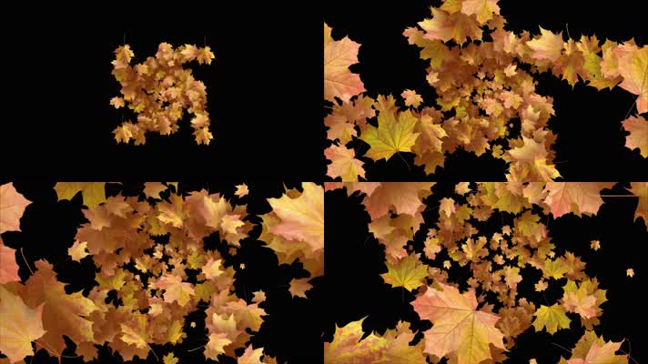 枫叶 落叶 飘落  