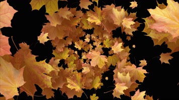 枫叶 落叶 飘落  