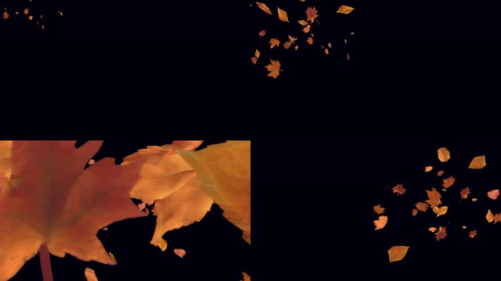 枫叶 落叶 飘落 