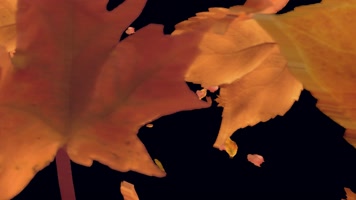 枫叶 落叶 飘落 