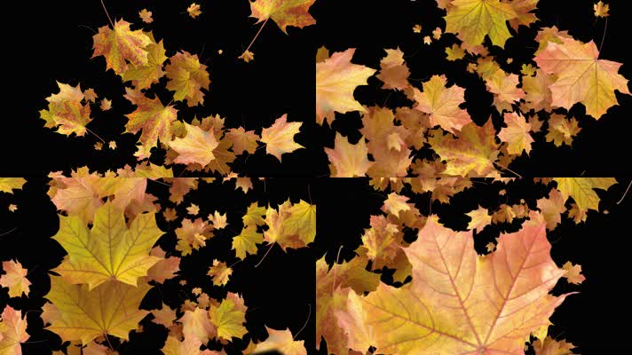 枫叶 落叶 飘落  