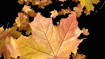 枫叶 落叶 飘落  