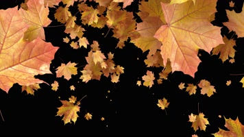 枫叶 落叶 飘落 