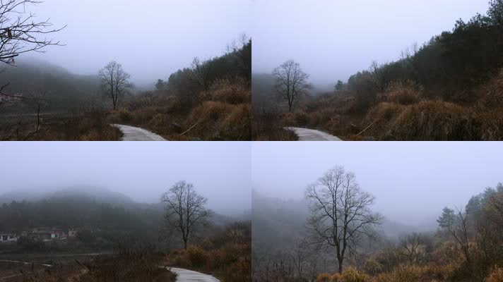4k过年回家晨雾里一棵没有叶子的树干