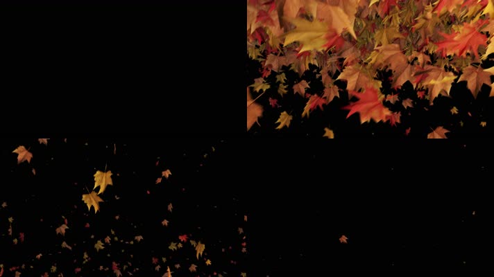 枫叶 落叶 飘落  