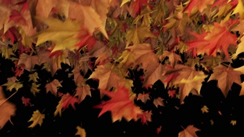 枫叶 落叶 飘落  