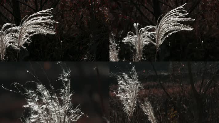 4k过年回家冬季黑暗背景前的芦苇草