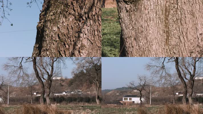4k冬季早晨干枯的树干特写和农村民居