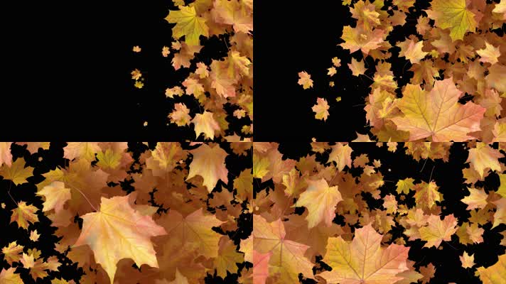 枫叶 落叶 飘落 