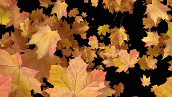 枫叶 落叶 飘落 