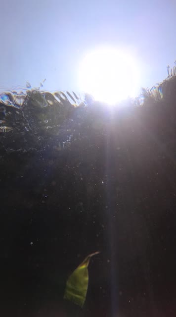 竖版水下拍摄掉落水中的树叶缓缓落下