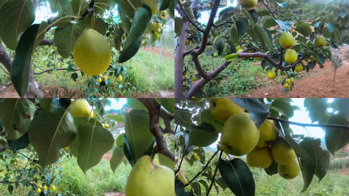 丰收的大黄梨水果树