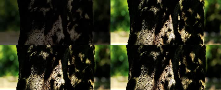 树皮阳光，斑驳闪烁，时光流逝