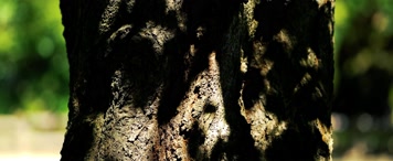 树皮阳光，斑驳闪烁，时光流逝