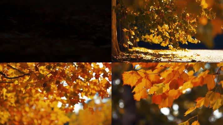 秋天公园，秋风树叶，枫叶枫树