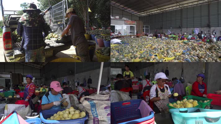 实拍东南亚水果工厂小菠萝加工