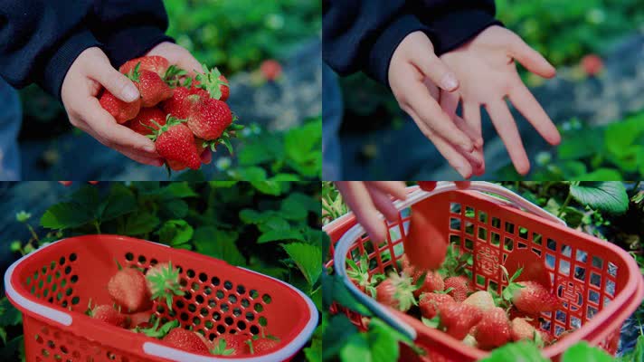 草莓园摘草莓双手捧草莓掉落入框