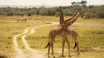 4K视频野生动物