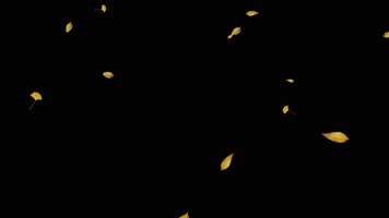 树叶飘落通道素材