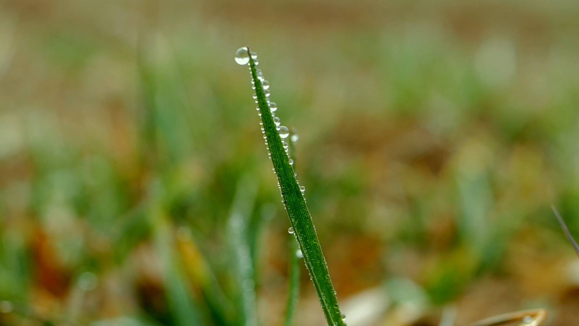 立春-雨水-露水-水滴-春雨-晨露-春雨