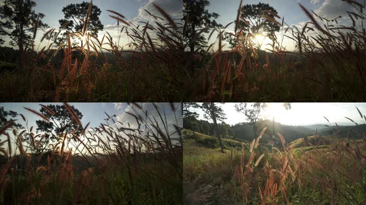 实拍4K落日夕阳下的狗尾巴草空境