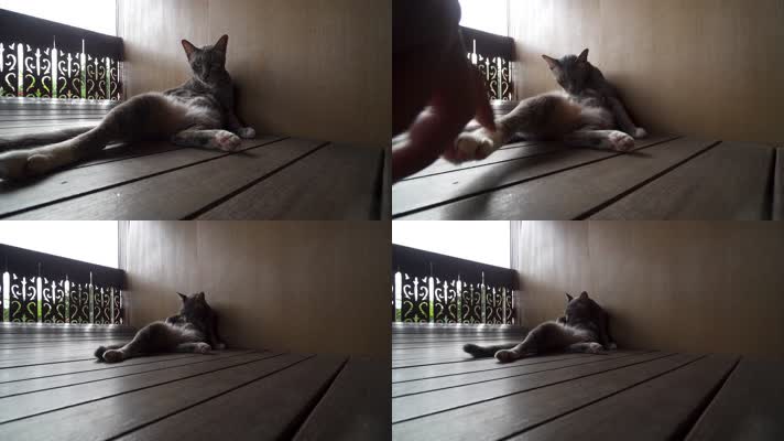 一只慵懒的猫在阳台躺着舔毛