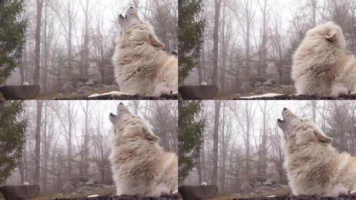 野狼，狼叫声音，狼吼狼嚎