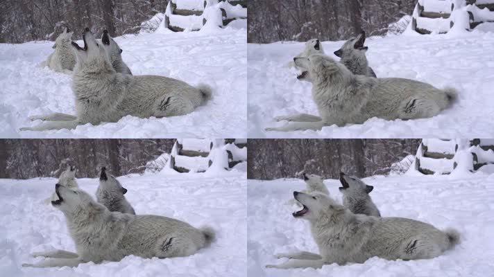 野狼,狼叫声音,狼吼狼嚎视频素材