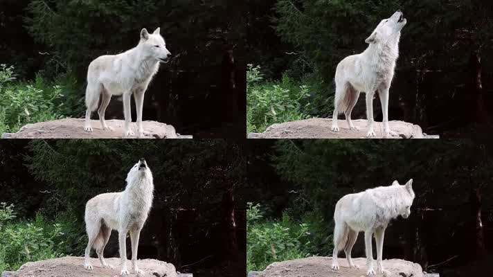 野狼,狼叫声音,狼吼狼嚎视频素材