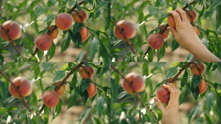 摘下成熟的桃子
