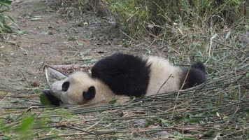 实拍四川成都大熊猫基地大熊猫各种动态
