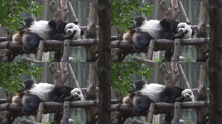 实拍四川成都大熊猫基地大熊猫各种动态