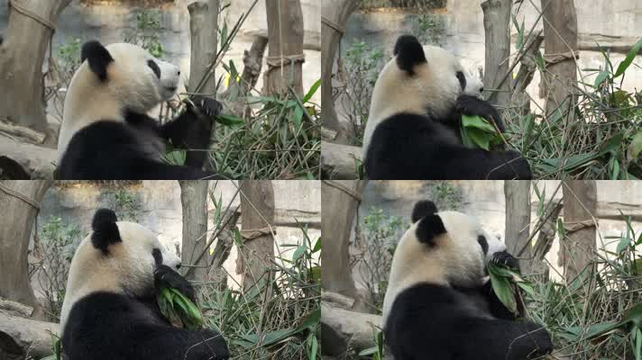 实拍四川成都大熊猫基地大熊猫各种动态