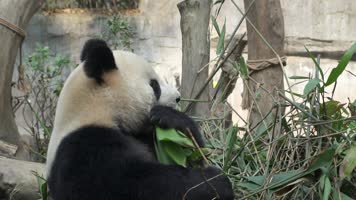 实拍四川成都大熊猫基地大熊猫各种动态