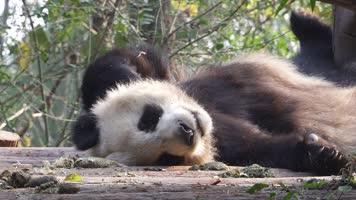 实拍四川成都大熊猫基地大熊猫各种动态