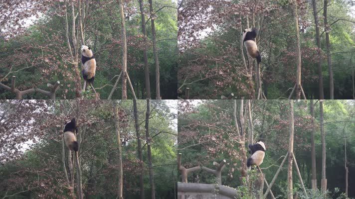 实拍四川成都大熊猫基地大熊猫各种动态
