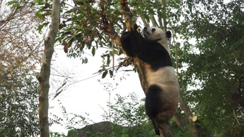 实拍四川成都大熊猫基地大熊猫各种动态