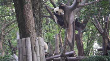 实拍四川成都大熊猫基地大熊猫各种动态