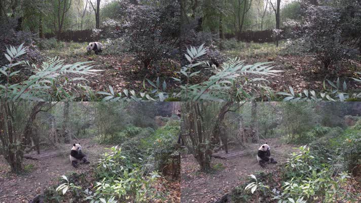 实拍四川成都大熊猫基地大熊猫各种动态