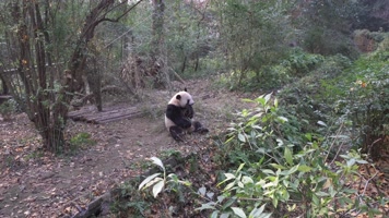 实拍四川成都大熊猫基地大熊猫各种动态