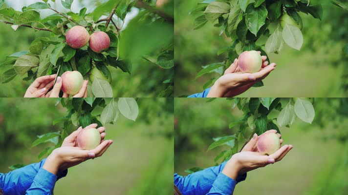 女子从树上摘苹果
