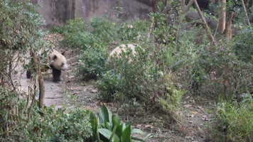 实拍四川成都大熊猫基地大熊猫各种动态