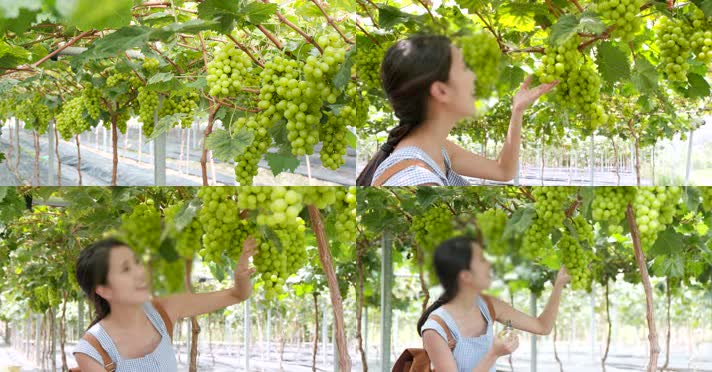 女人在农场采摘葡萄4k素材