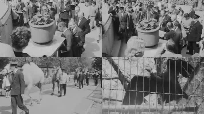 60年代菲利普亲王参观伦敦动物园大熊猫碛碛