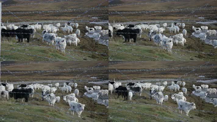 西藏高原牦牛养殖青藏高原