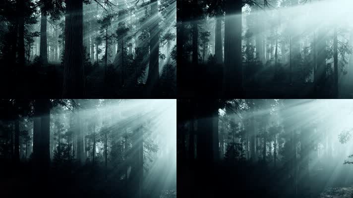 黑松树林中的光线4K素材