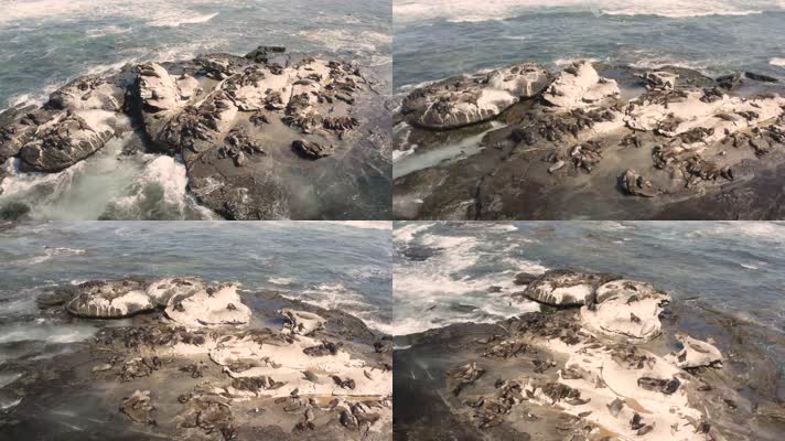 海豹群在海边晒太阳